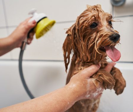 treating-your-pets-with-care-while-washing-them-2021-09-04-11-40-41-utc-min